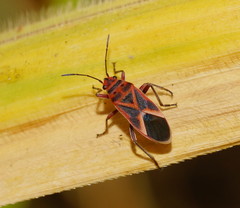 Graptostethus servus