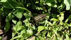 Thamnophis melanogaster