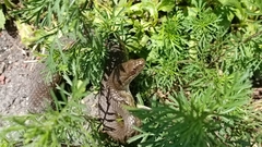 Thamnophis melanogaster