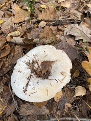 Russula delica