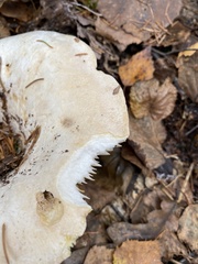 Russula delica