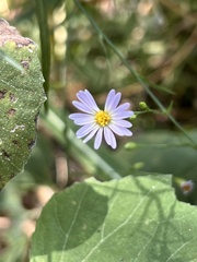 Symphyotrichum divaricatum