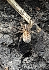 Hygrolycosa rubrofasciata