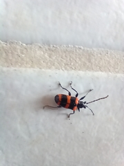 Neolema fasciata