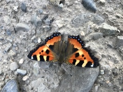 Aglais urticae