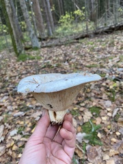 Russula delica