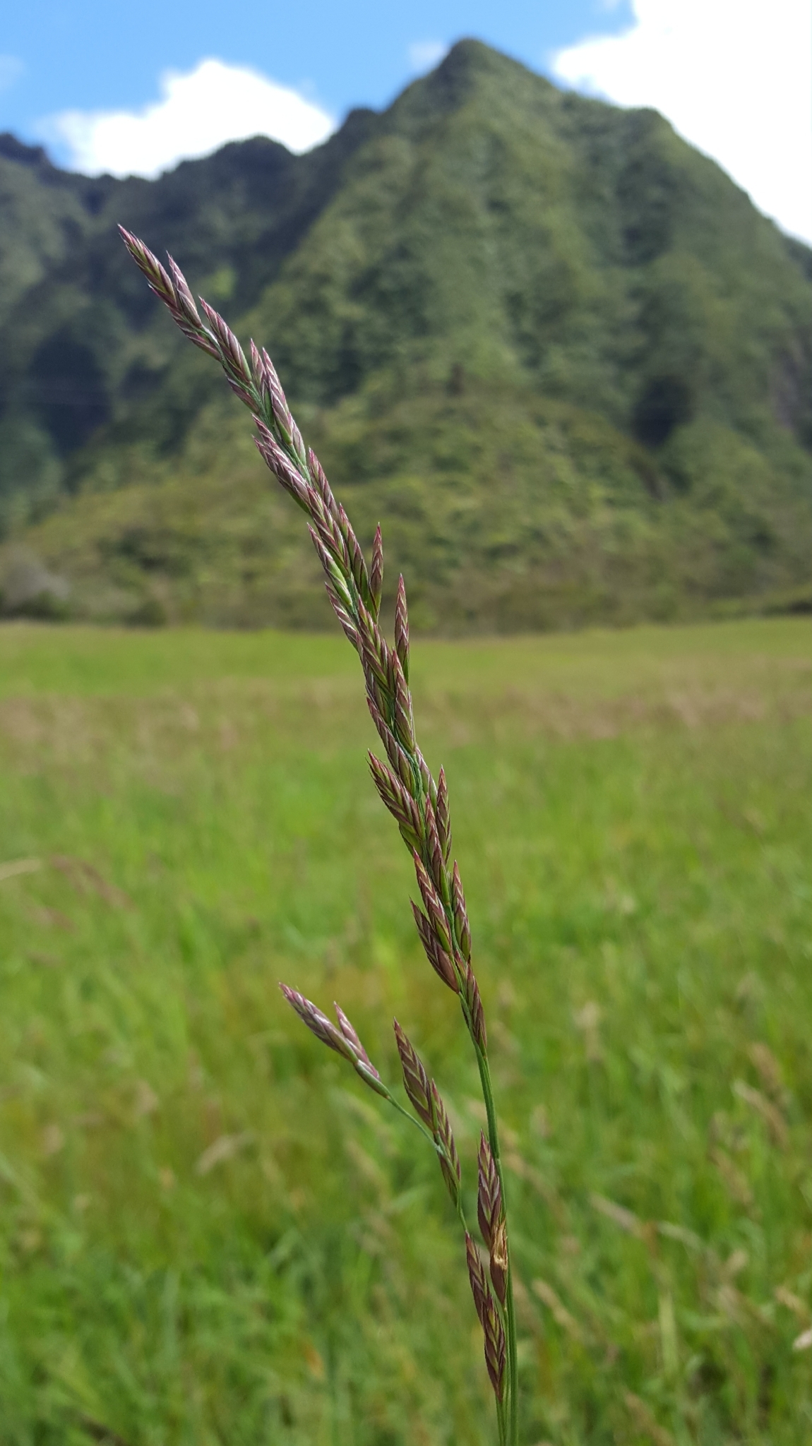 (c) François Rousseu, certains droits réservés (CC BY-NC) https://www.inaturalist.org/observations/138527307