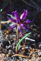 Lophioprason