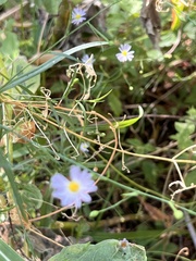 Symphyotrichum divaricatum