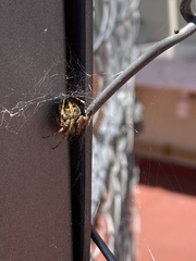 Araneidae