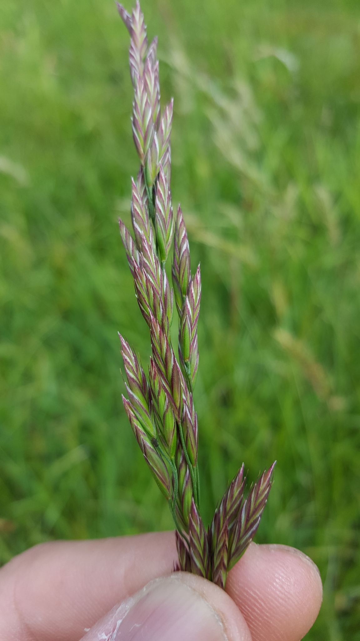 (c) François Rousseu, certains droits réservés (CC BY-NC) https://www.inaturalist.org/observations/138527307