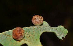 Trigonaspis synaspis