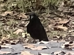 Corvus