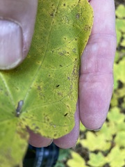 Vasates aceriscrumena