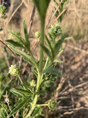 Lippia javanica