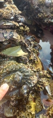 Pyura stolonifera