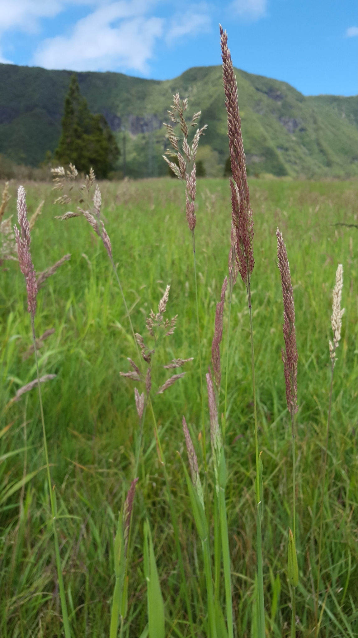 (c) François Rousseu, certains droits réservés (CC BY-NC) https://www.inaturalist.org/observations/138527423
