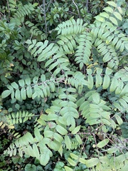 Sorbaria sorbifolia