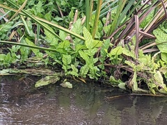 Rorippa amphibia