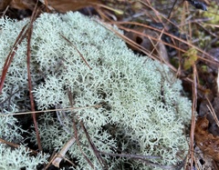 Cladonia subtenuis