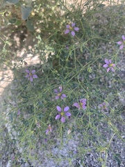 Fagonia laevis