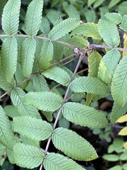 Sorbaria sorbifolia