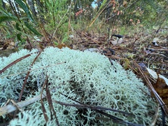 Cladonia subtenuis