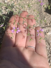 Fagonia laevis