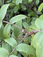 Sorbaria sorbifolia