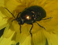 Cryptocephalus