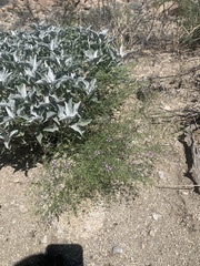 Fagonia laevis