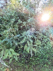 Sorbaria sorbifolia