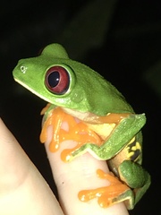 Agalychnis callidryas