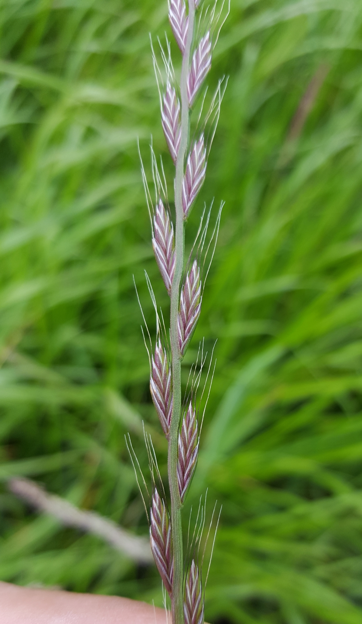 (c) François Rousseu, certains droits réservés (CC BY-NC) https://www.inaturalist.org/observations/138527475