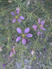 Fagonia laevis