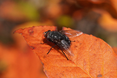 Calliphoridae