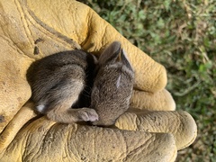 Lagomorpha