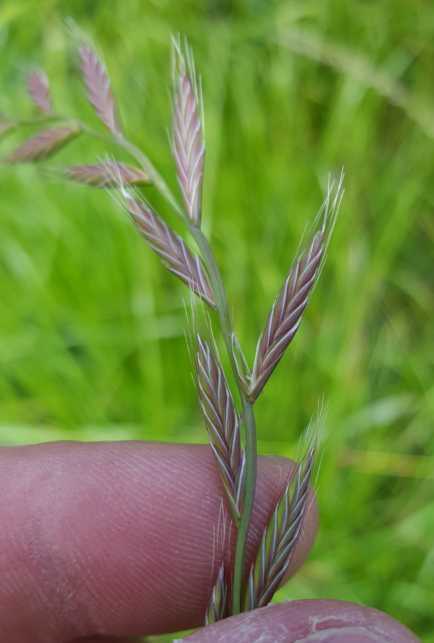 (c) François Rousseu, certains droits réservés (CC BY-NC) https://www.inaturalist.org/observations/138527475