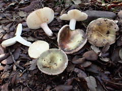 Russula amoenicolor