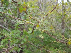 Indigofera leucoclada
