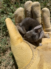 Lagomorpha