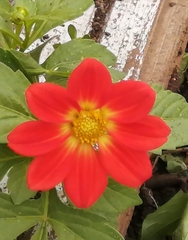 Dahlia coccinea