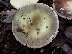 Russula amoenicolor