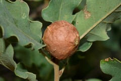 Andricus infectorius