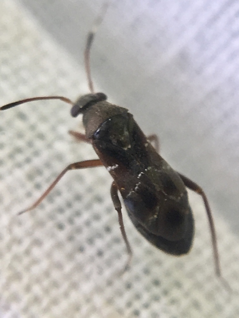 Pilophorus clavatus