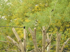 Chrysomus ruficapillus