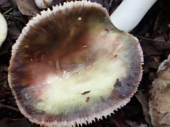 Russula amoenicolor