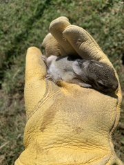 Lagomorpha