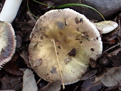 Russula amoenicolor
