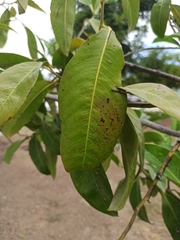 Psidium guajava